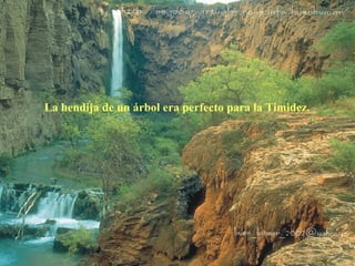La hendija de un árbol era perfecto para la Timidez. 
 