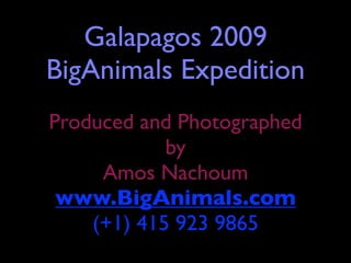 Galapagos 2009
BigAnimals Expedition
Produced and Photographed
            by
     Amos Nachoum
 www.BigAnimals.com
    (+1) 415 923 9865
 