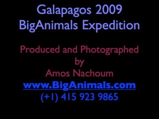 Amos The Big Animals Galapagos Diving Adventure