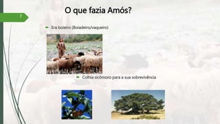 O que fazia Amós?
 Colhia sicômoro para a sua sobrevivência
 Era boieiro (Boiadeiro/vaqueiro)
7
 