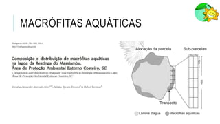 MACRÓFITAS AQUÁTICAS
 