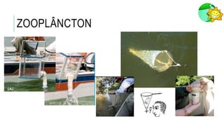 ZOOPLÂNCTON
 