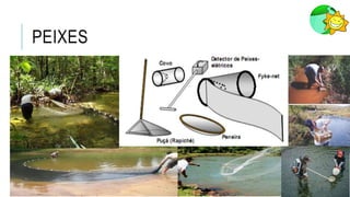 PEIXES
 