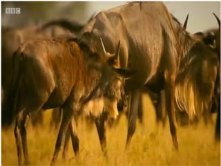 A Mother's Influence: Shaping Future Generations.pptx