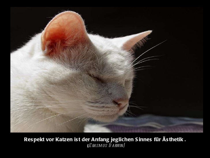 Loveprotection Photos Of A Blind Cat