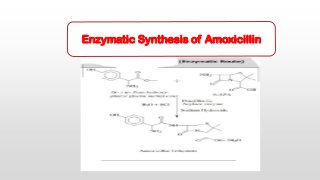 Enzymatic Synthesis of Amoxicillin
 