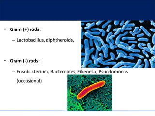 Amoxicillin in dentistry | PPTX