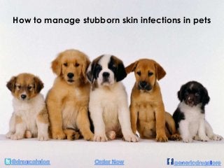 How to manage stubborn skin infections in pets
 