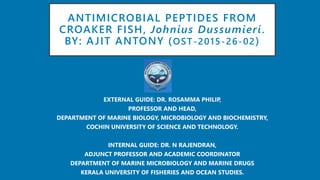 ANTIMICROBIAL PEPTIDES FROM
CROAKER FISH, Johnius Dussumieri.
BY: AJIT ANTONY (OST-2015-26-02)
EXTERNAL GUIDE: DR. ROSAMMA PHILIP,
PROFESSOR AND HEAD,
DEPARTMENT OF MARINE BIOLOGY, MICROBIOLOGY AND BIOCHEMISTRY,
COCHIN UNIVERSITY OF SCIENCE AND TECHNOLOGY.
INTERNAL GUIDE: DR. N RAJENDRAN,
ADJUNCT PROFESSOR AND ACADEMIC COORDINATOR
DEPARTMENT OF MARINE MICROBIOLOGY AND MARINE DRUGS
KERALA UNIVERSITY OF FISHERIES AND OCEAN STUDIES.
 