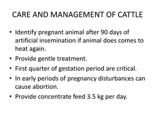 care and management of pregnant animals in ruminants and swine