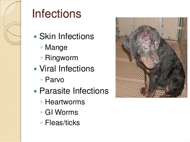 Can Canine Scabies Spread to Cats? | Dog Care - Daily Puppy
