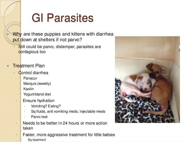 Do Dogs Get Diarrhea From Antibiotics Do Dogs Get Diarrhea From Antibiotics