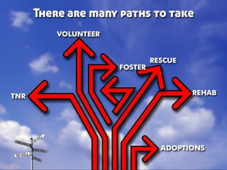 Taking Different Paths to No Kill