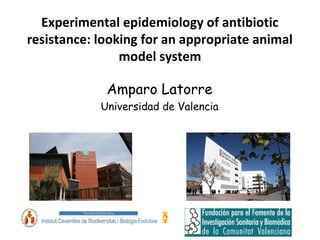 Experimental epidemiology of antibiotic
resistance: looking for an appropriate animal
model system
Amparo Latorre
Universidad de Valencia
 