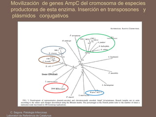 Movilización de genes AmpC del cromosoma de especies
productoras de esta enzima. Inserción en transposones y
plásmidos conjugativos
DHA-1, 2
C. Segura. Patologia Infecciosa.
Laboratori de Referència de Catalunya
 