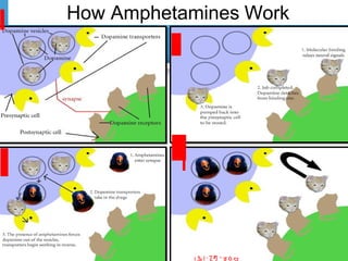 How Amphetamines Work
 