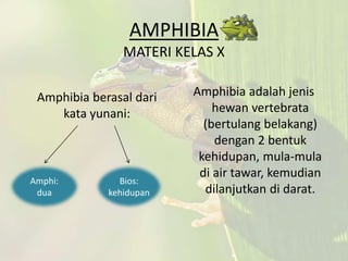 AMPHIBIA
MATERI KELAS X
Amphibia berasal dari
kata yunani:
Amphibia adalah jenis
hewan vertebrata
(bertulang belakang)
dengan 2 bentuk
kehidupan, mula-mula
di air tawar, kemudian
dilanjutkan di darat.
Amphi:
dua
Bios:
kehidupan
 