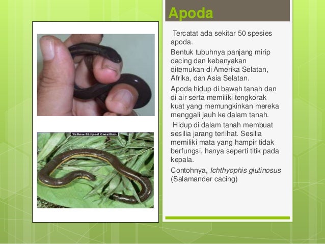 80+ Gambar Salamander Cacing Paling Hist 80+ Gambar Salamander Cacing Paling Hist