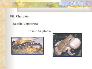 Filo Chordata  Subfilo Vertebrata  Classe Amphibia  