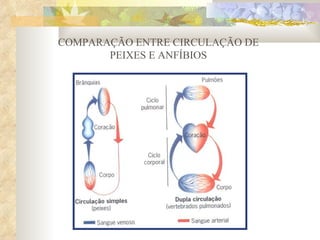 COMPARAÇÃO ENTRE CIRCULAÇÃO DE PEIXES E ANFÍBIOS 