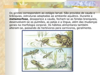 Os girinos correspondem ao estágio larval. São providos de cauda e brânquias, estruturas adaptadas ao ambiente aquático. Durante a  metamorfose , desaparece a cauda, fecham-se as fendas branquiais, desenvolvem-se os pulmões, as patas e a língua, além das mudanças gerais na morfologia corporal. Os hábitos alimentares também alteram-se, passando de herbívoros para carnívoros, geralmente.  