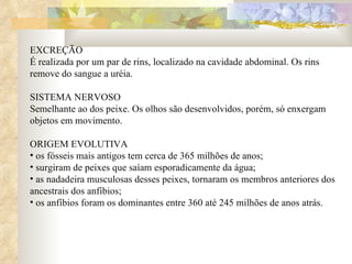 EXCREÇÃO É realizada por um par de rins, localizado na cavidade abdominal. Os rins remove do sangue a uréia. SISTEMA NERVOSO Semelhante ao dos peixe. Os olhos são desenvolvidos, porém, só enxergam objetos em movimento.  ORIGEM EVOLUTIVA os fósseis mais antigos tem cerca de 365 milhões de anos; surgiram de peixes que saíam esporadicamente da água; as nadadeira musculosas desses peixes, tornaram os membros anteriores dos ancestrais dos anfíbios; os anfíbios foram os dominantes entre 360 até 245 milhões de anos atrás.  
