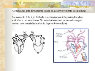 A circulação esta diretamente ligada ao desenvolvimento dos pulmões A circulação é do tipo fechada e o coração tem três cavidades: duas aurículas e um ventrículo. No ventrículo ocorre mistura de sangue venoso com arterial (circulação dupla e incompleta).  