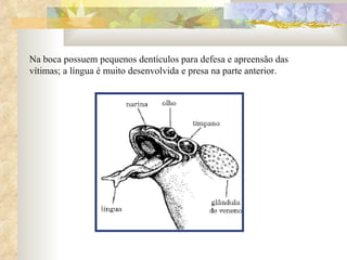 Na boca possuem pequenos dentículos para defesa e apreensão das vítimas; a língua é muito desenvolvida e presa na parte anterior.  