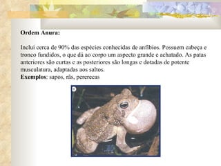 Ordem Anura: Inclui cerca de 90% das espécies conhecidas de anfíbios. Possuem cabeça e tronco fundidos, o que dá ao corpo um aspecto grande e achatado. As patas anteriores são curtas e as posteriores são longas e dotadas de potente musculatura, adaptadas aos saltos. Exemplos : sapos, rãs, pererecas  