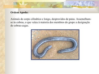 Ordem Apoda: Animais de corpo cilíndrico e longo, desprovidos de patas. Assemelham-se às cobras, o que valeu à maioria dos membros do grupo a designação de cobras-cegas.  