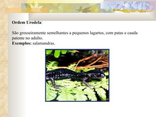 Ordem Urodela : São grosseiramente semelhantes a pequenos lagartos, com patas e cauda patente no adulto. Exemplos:  salamandras.  
