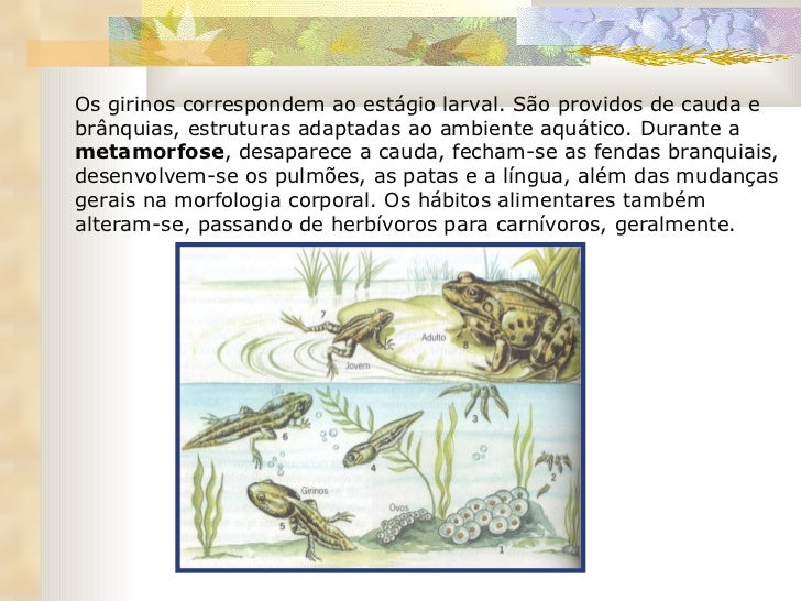 De Acordo Com As Características Gerais Da Classe Amphibia