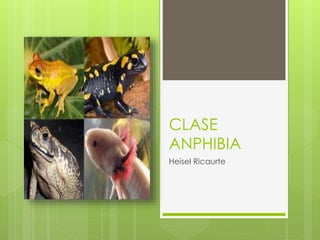 CLASE
ANPHIBIA
Heisel Ricaurte
 