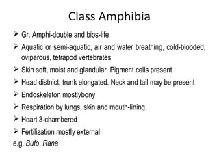 Class Amphibia
 Gr. Amphi-double and bios-life
 Aquatic or semi-aquatic, air and water breathing, cold-blooded,
oviparous, tetrapod vertebrates
 Skin soft, moist and glandular. Pigment cells present
 Head distnict, trunk elongated. Neck and tail may be present
 Endoskeleton mostlybony
 Respiration by lungs, skin and mouth-lining.
 Heart 3-chambered
 Fertilization mostly external
e.g. Bufo, Rana
 