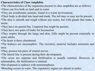 Amphibia.pptx