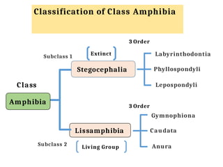 Amphibia --General characteristics .pptx