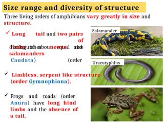 Amphibia Definition Amphibia --General characteristics .pptx