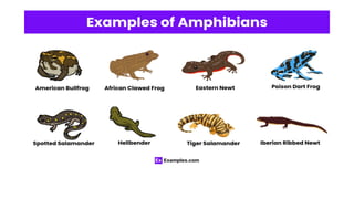 Amphibia Definition Comprehensive Overview of Amphibia: Characteristics, Habitat, and Life ...