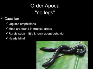 Order Apoda “no legs” Caecilian Legless amphibians Most are found in tropical areas Rarely seen - little known about behavior Nearly blind 