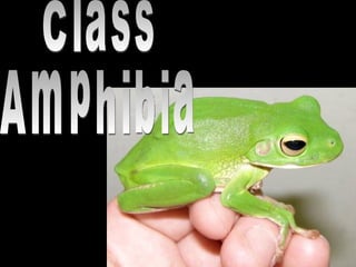 Class Amphibia