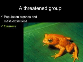 A threatened group Population crashes and mass extinctions Causes?