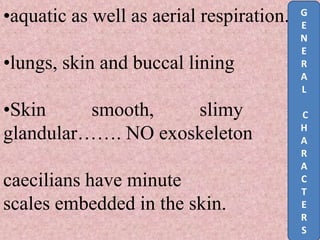 •aquatic as well as aerial respiration.
•lungs, skin and buccal lining
•Skin smooth, slimy and
glandular……. NO exoskeleton
caecilians have minute
scales embedded in the skin.
G
E
N
E
R
A
L
C
H
A
R
A
C
T
E
R
S
 