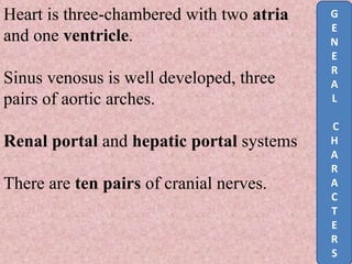 Heart is three-chambered with two atria
and one ventricle.
Sinus venosus is well developed, three
pairs of aortic arches.
Renal portal and hepatic portal systems
There are ten pairs of cranial nerves.
G
E
N
E
R
A
L
C
H
A
R
A
C
T
E
R
S
 
