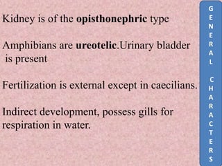 Kidney is of the opisthonephric type
Amphibians are ureotelic.Urinary bladder
is present
Fertilization is external except in caecilians.
Indirect development, possess gills for
respiration in water.
G
E
N
E
R
A
L
C
H
A
R
A
C
T
E
R
S
 