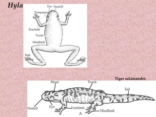 Hyla
Tiger salamander,
 