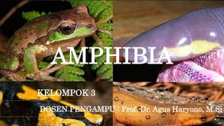 AMPHIBIA
KELOMPOK 3
DOSEN PENGAMPU : Prof. Dr. Agus Haryono, M.Si
 