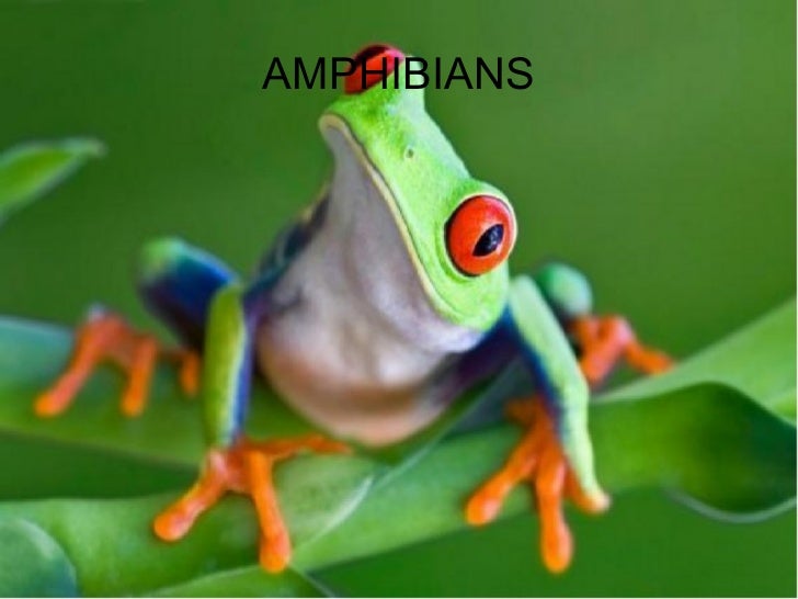 amphibian