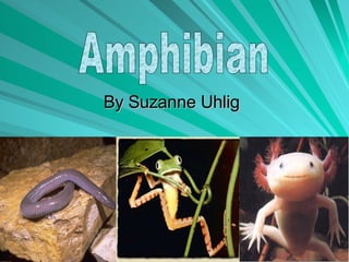 By Suzanne Uhlig Amphibian 