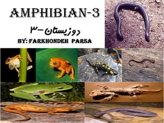 Amphibian 3