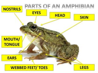 MOUTH/
TONGUE
LEGS
SKIN
NOSTRILS
HEAD
EARS
EYES
WEBBED FEET/ TOES